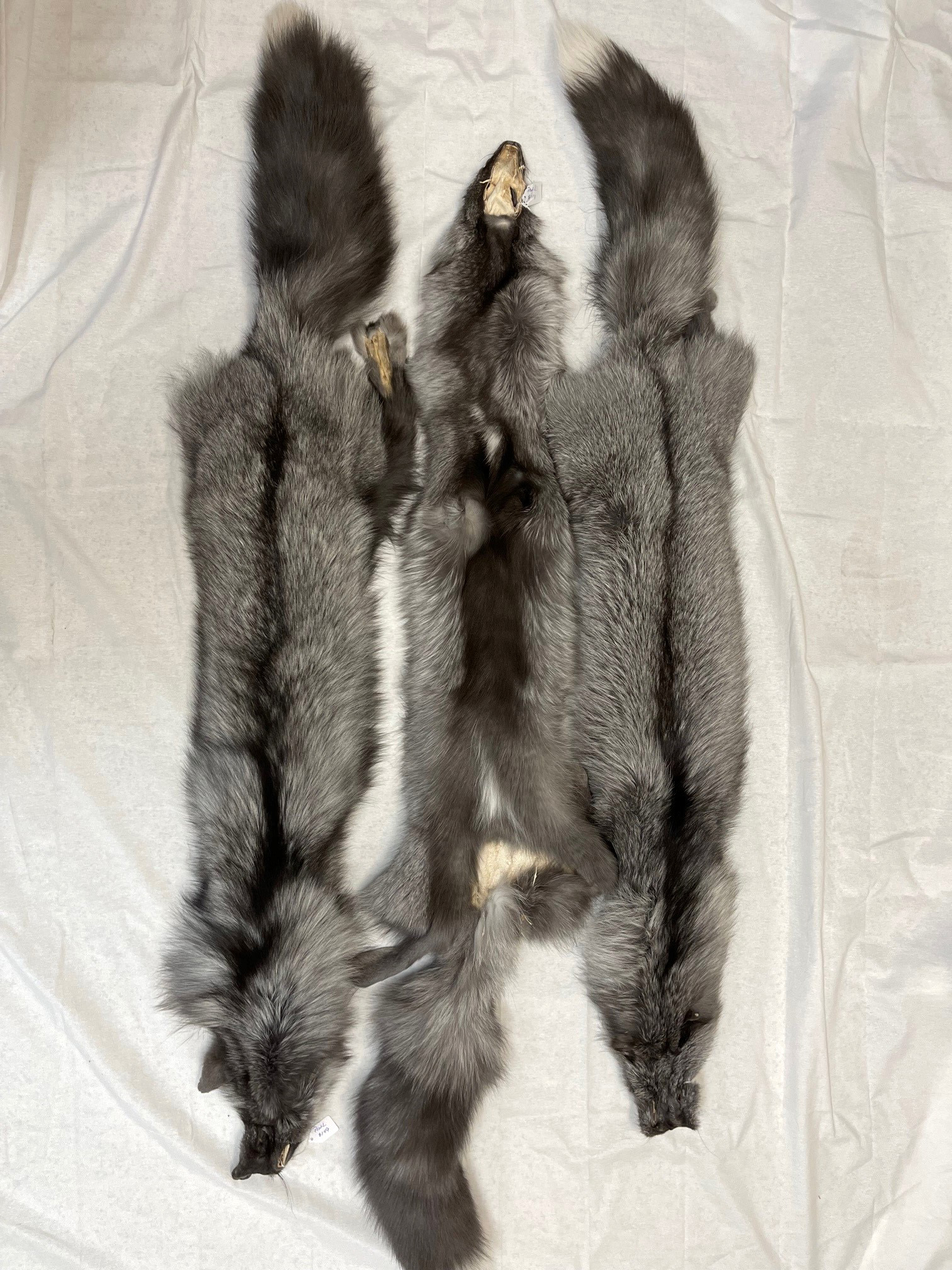 Pearl Fox - Ranched - Professionally Tanned Pelt